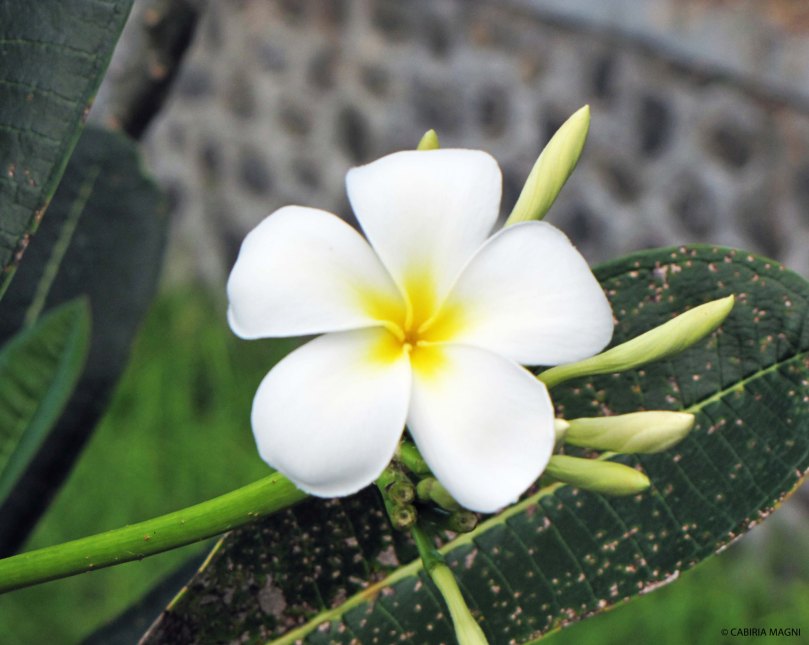 Frangipani flower