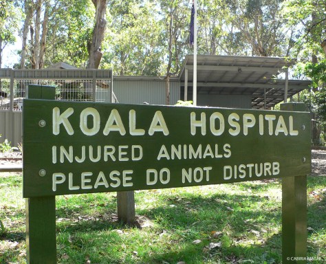Koala Hospital