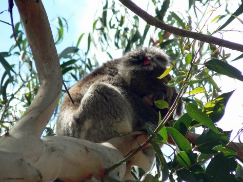 Kangaroo Island: ecco i locals!
