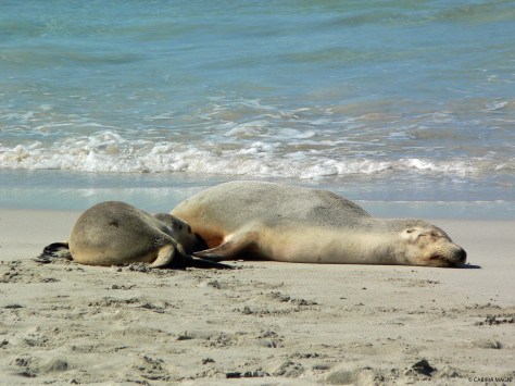 Seal Bay, Kangaroo Island