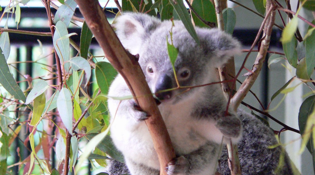 baby koala australia zoo