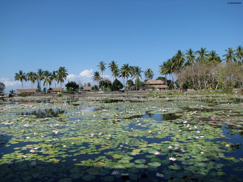 Lotus lagoon in Candidasa