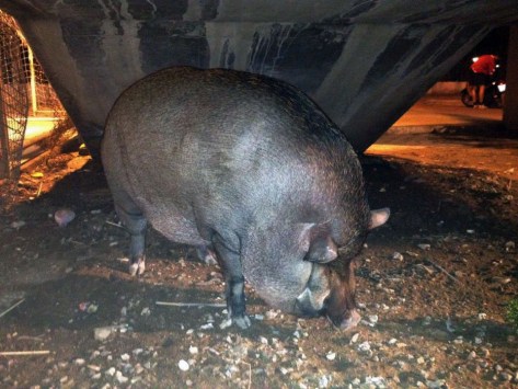 SiPai - photo credits: Andrea