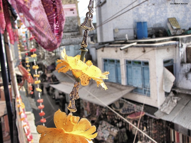 yellow flower pushkar