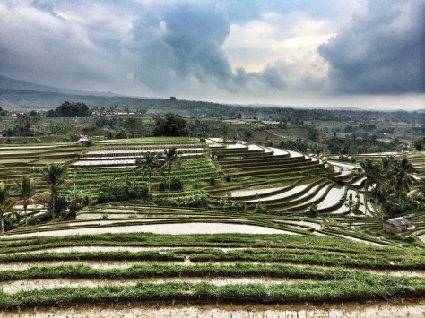 Le risaie di Jatiluwih Cabiria Magni