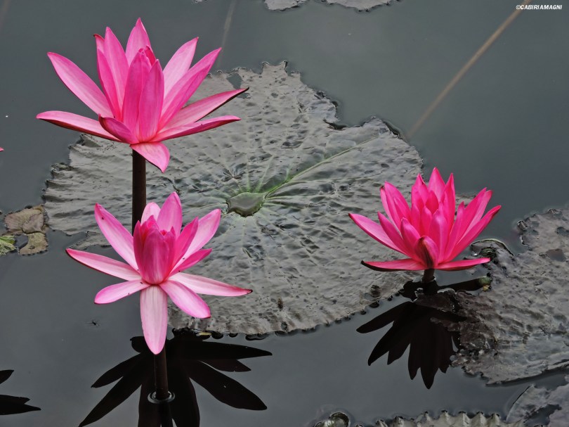 Fiori al Fort Santiago, Manila Cabiria Magni