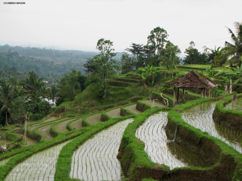 Jatiluwih, vista sulle risaie, Cabiria Magni