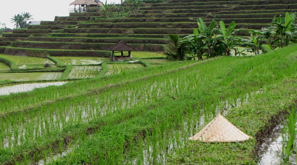 Jatiluwih rice terraces, Cabiria Magni