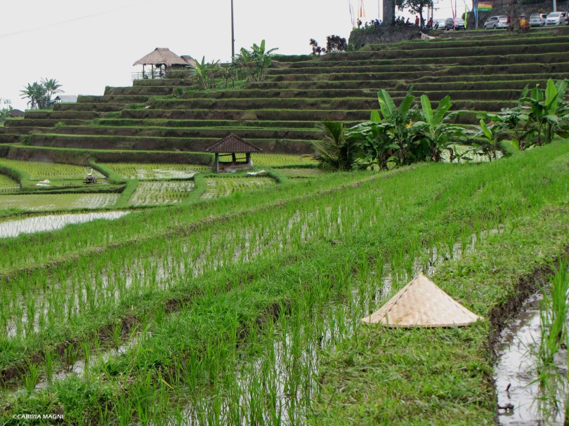 Jatiluwih rice terraces, Cabiria Magni