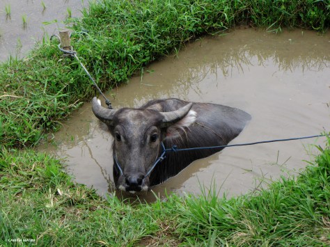 Jatiluwih rice terraces, buffalo, Cabiria Magni