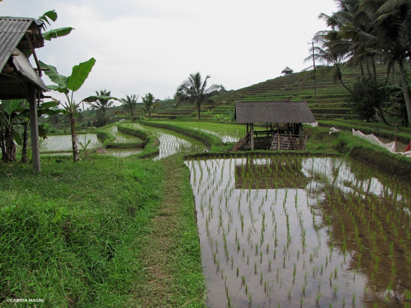 Jatiluwih, vista sulle risaie, bALI