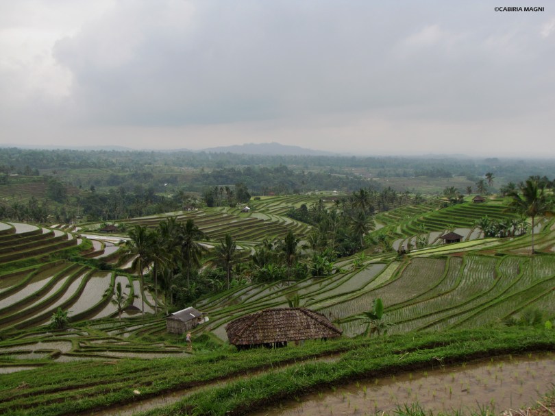 Jatiluwih, vista sulle risaie, Cabiria Magni