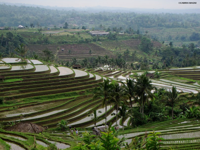 Jatiluwih, vista sulle risaie