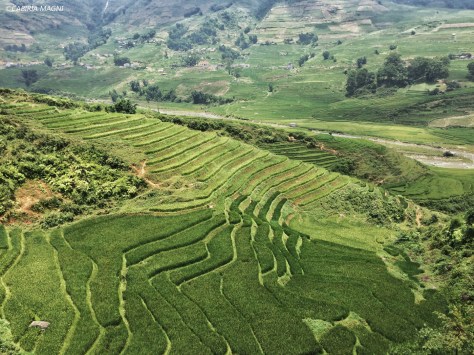 Sapa, i terrazzamenti. Vietnam. Cabiria Magni