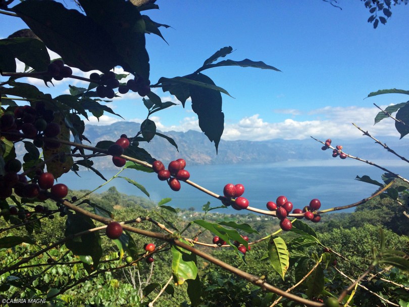 Salire sul vulcano San Pedro, bacche di caffè