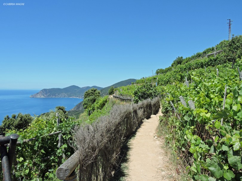 Lungo il sentiero 586, da Volastra a Corniglia. Liguria, Cabiria Magni