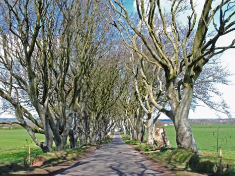 Dark Hedges, Cabiria Magni, Irlanda
