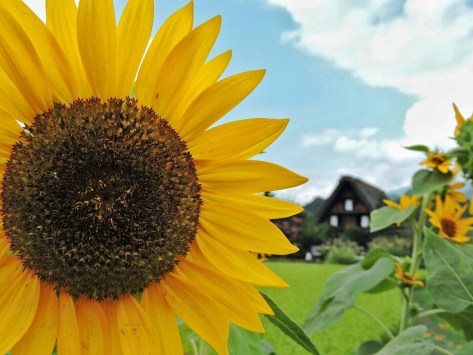 Girasole a Shirakawa-go, Giappone, Cabiria Magni