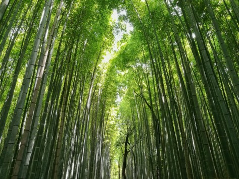 La foresta di bambù di Arashiyama. Kyoto, Giappone, Cabiria Magni